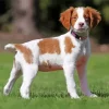 Brittany Spaniel Puppy Paint By Numbers