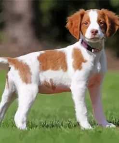 Brittany Spaniel Puppy Paint By Numbers