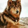 Brown Black Wolf Paint By Numbers
