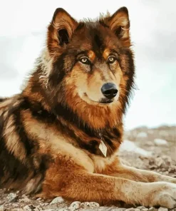 Brown Black Wolf Paint By Numbers