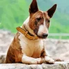 English Bull Terrier Paint By Numbers