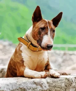 English Bull Terrier Paint By Numbers
