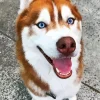 Husky Blue Eyes Paint By Numbers