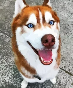 Husky Blue Eyes Paint By Numbers