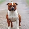 Staffordshire Bull Paint By Numbers