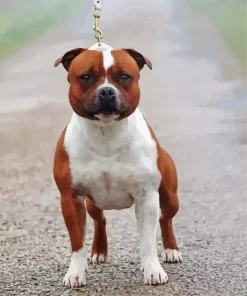 Staffordshire Bull Paint By Numbers