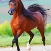 Brown Arabian Horse Paint By Numbers
