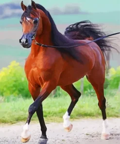 Brown Arabian Horse Paint By Numbers