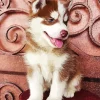 Brown Baby Husky Paint By Numbers