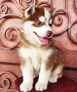 Brown Baby Husky Paint By Numbers