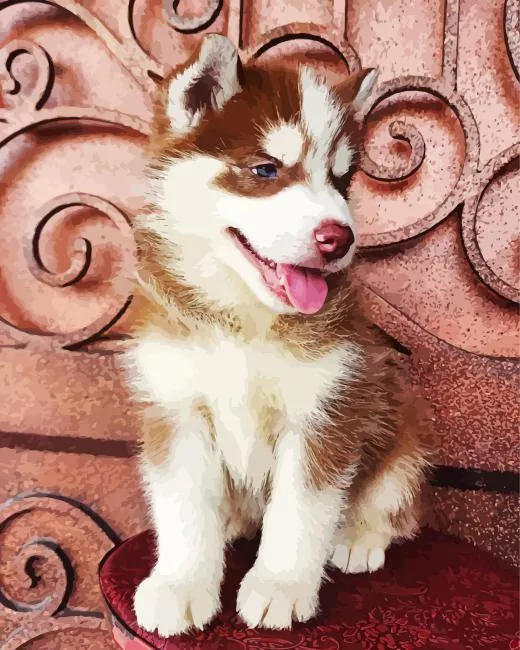 brown baby husky paint by numbers Brown Baby Husky Paint By Numbers