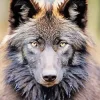 Brown Wolf Art Paint By Numbers