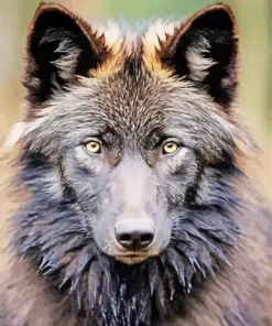 Brown Wolf Art Paint By Numbers
