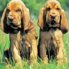 Bloodhound Puppy Paint By Numbers