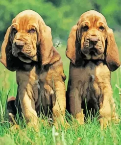 Bloodhound Puppy Paint By Numbers