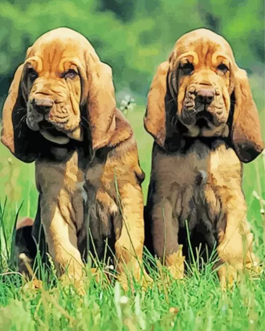 brown bloodhound puppy paint by number Bloodhound Puppy Paint By Numbers