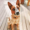 Brown Blue Heeler Paint By Numbers