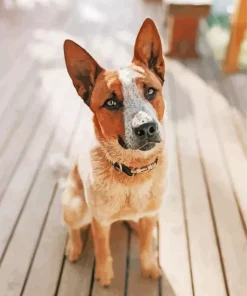 Brown Blue Heeler Paint By Numbers