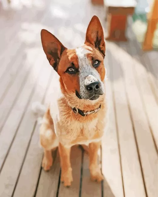 brown blue heeler paint by number Brown Blue Heeler Paint By Numbers