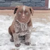 Blue Heeler Paint By Numbers