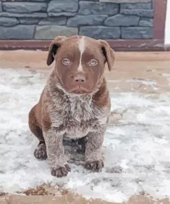 Blue Heeler Paint By Numbers