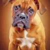 Brown Boxer Dog Paint By Numbers