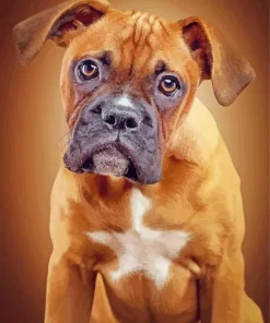 Brown Boxer Dog Paint By Numbers