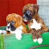 Brown Boxer Puppies Paint By Numbers