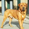 Brown Bull Mastiff Paint By Numbers