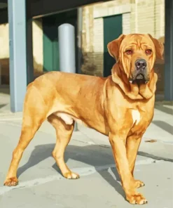 Brown Bull Mastiff Paint By Numbers