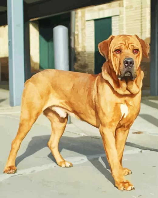 brown bull mastiff paint by number Brown Bull Mastiff Paint By Numbers
