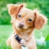 Brown Chiweenie Paint By Numbers