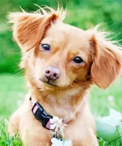 Brown Chiweenie Paint By Numbers