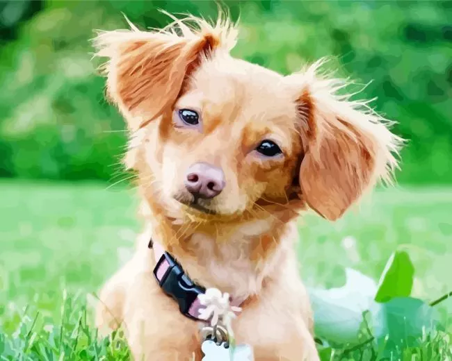 brown chiweenie paint by numbers Brown Chiweenie Paint By Numbers
