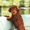 Brown Curly Poodle Paint By Numbers