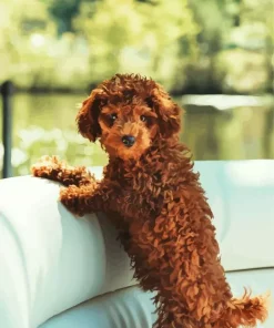 Brown Curly Poodle Paint By Numbers