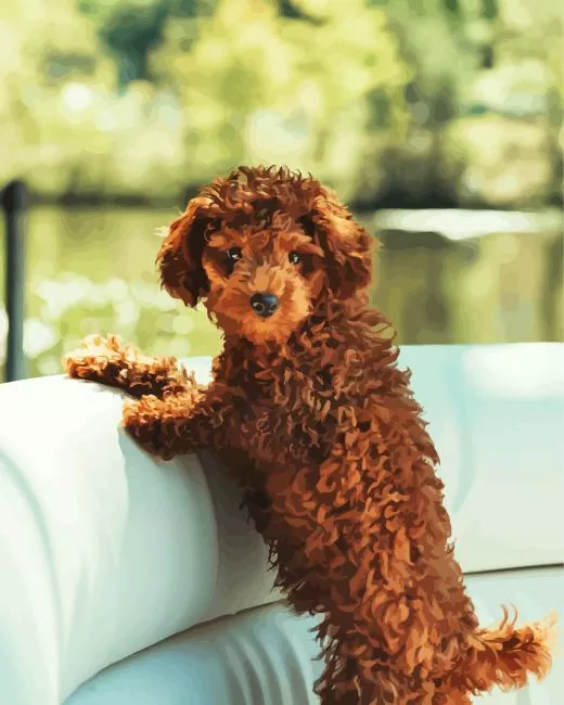brown curly poodle paint by number Brown Curly Poodle Paint By Numbers