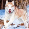 Brown Eyes Husky Paint By Numbers