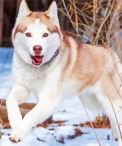 Brown Eyes Husky Paint By Numbers