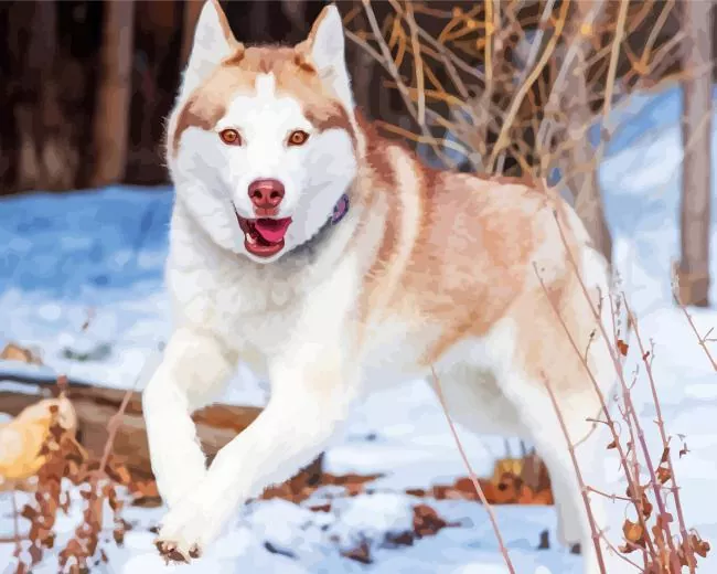 brown eyes husky paint by number Brown Eyes Husky Paint By Numbers