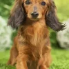 Fluffy Dachshund Paint By Numbers