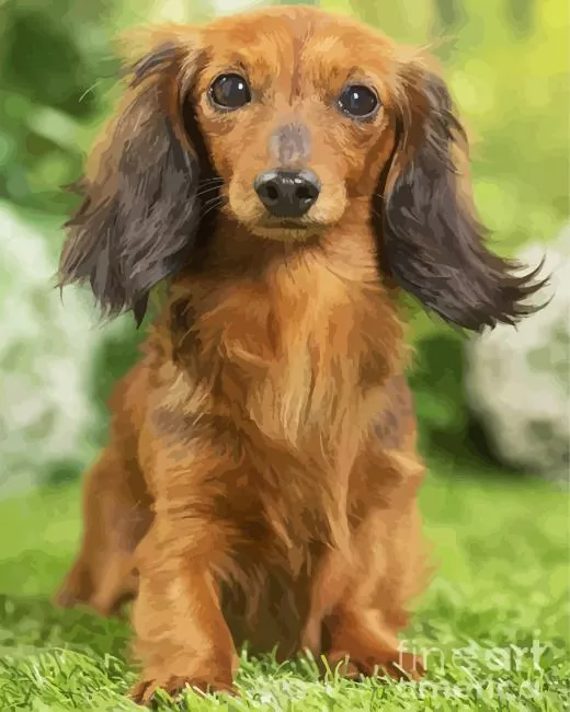 brown fluffy dachshund paint by number Fluffy Dachshund Paint By Numbers