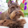 Brown Giant Schnauzer Paint By Numbers