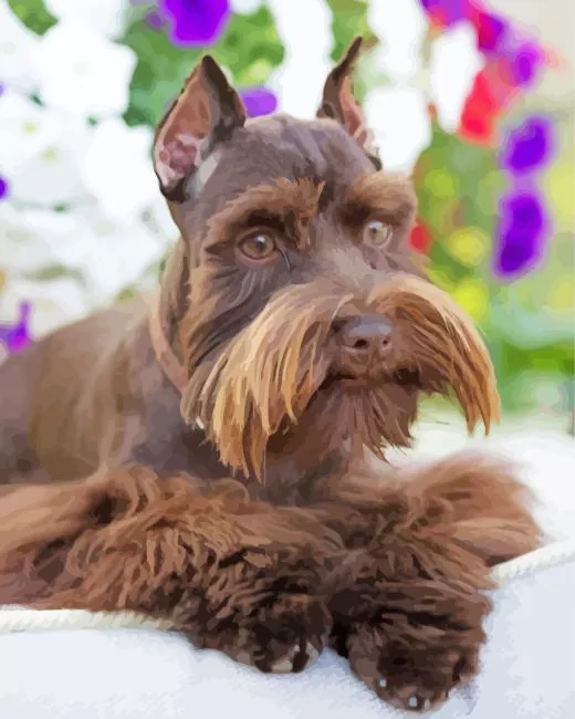 brown giant schnauzer paint by numbers Brown Giant Schnauzer Paint By Numbers