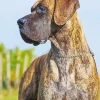 Brown Great Dane Paint By Numbers
