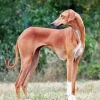 Brown Greyhound Paint By Numbers