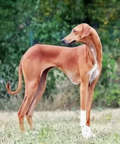 Brown Greyhound Paint By Numbers