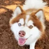 Brown Husky Eyes Paint By Numbers