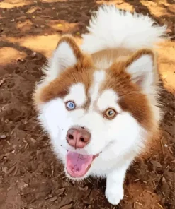 Brown Husky Eyes Paint By Numbers