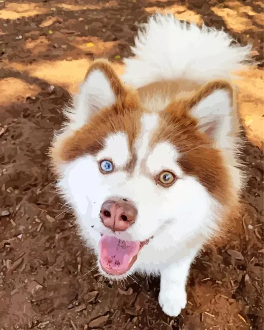 brown husky with different colored eyes paint by numbers Brown Husky Eyes Paint By Numbers
